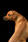 Rhodesian Ridgeback