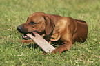 Rhodesian Ridgeback