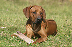 Rhodesian Ridgeback