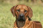 Rhodesian Ridgeback Portrait