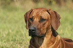 Rhodesian Ridgeback Portrait