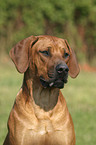 Rhodesian Ridgeback Portrait