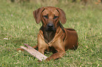 Rhodesian Ridgeback