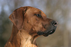 Rhodesian Ridgeback Portrait