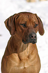 Rhodesian Ridgeback Portrait