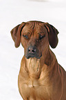 Rhodesian Ridgeback Portrait