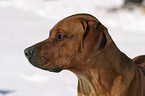 Rhodesian Ridgeback Portrait