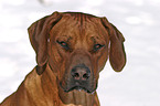 Rhodesian Ridgeback Portrait