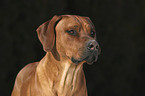 Rhodesian Ridgeback Portrait