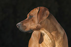 Rhodesian Ridgeback Portrait