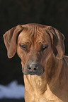 Rhodesian Ridgeback Portrait