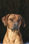 Rhodesian Ridgeback Portrait