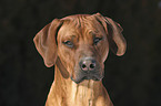 Rhodesian Ridgeback Portrait