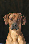 Rhodesian Ridgeback Portrait