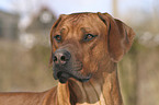 Rhodesian Ridgeback Portrait