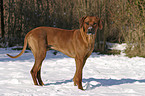 standing Rhodesian Ridgeback