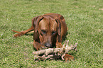 lying Rhodesian Ridgeback