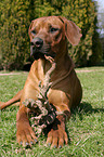 lying Rhodesian Ridgeback