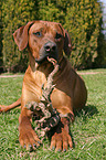 lying Rhodesian Ridgeback