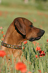 Rhodesian Ridgeback Portrait