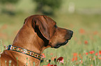 Rhodesian Ridgeback Portrait