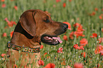 Rhodesian Ridgeback Portrait