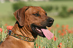 Rhodesian Ridgeback Portrait