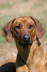 Rhodesian Ridgeback Portrait