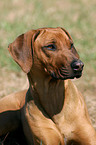 Rhodesian Ridgeback Portrait