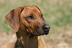 Rhodesian Ridgeback Portrait