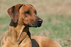 Rhodesian Ridgeback Portrait