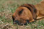 Rhodesian Ridgeback Portrait