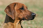 Rhodesian Ridgeback Portrait