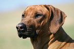 Rhodesian Ridgeback Portrait