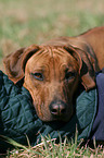 RRhodesian Ridgeback Portrait