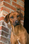 Rhodesian Ridgeback Portrait