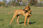 standing Rhodesian Ridgeback