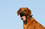 Rhodesian Ridgeback Portrait