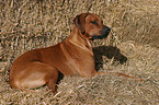 lying Rhodesian Ridgeback