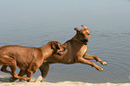 playing Rhodesian Ridgeback