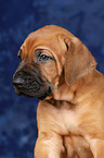 Rhodesian Ridgeback puppy portrait