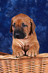 Rhodesian Ridgeback puppy in basket