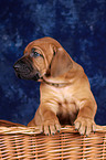 Rhodesian Ridgeback puppy in basket