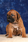 Rhodesian Ridgeback puppy