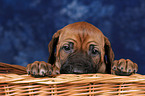 Rhodesian Ridgeback puppy portrait