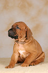 sitting Rhodesian Ridgeback puppy