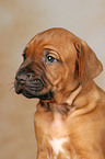 Rhodesian Ridgeback puppy portrait