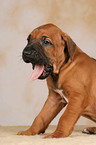 gaping Rhodesian Ridgeback puppy