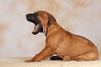 sitting Rhodesian Ridgeback puppy