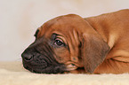 Rhodesian Ridgeback puppy